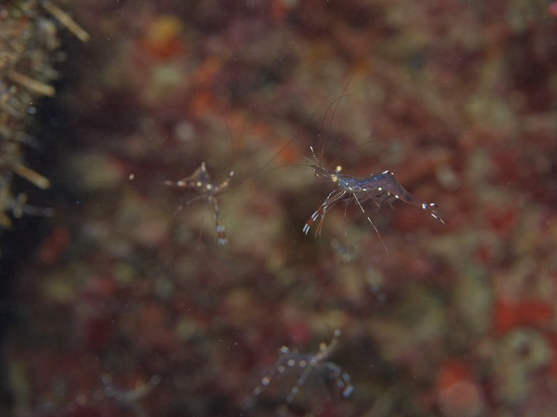 Shrimp, House Reef